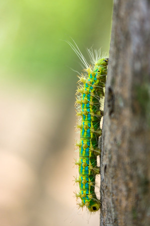 Caterpillar の写真素材