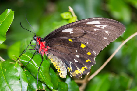Male Cairns Birdwing Butterfly