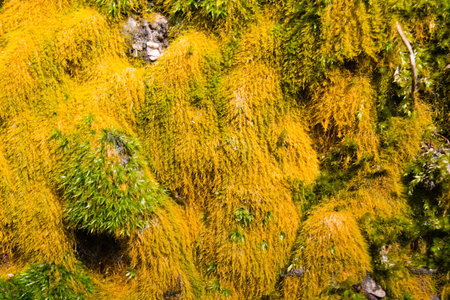 Yellow moss background