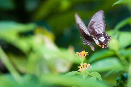 Large beautiful butterfly on a flowerの写真素材