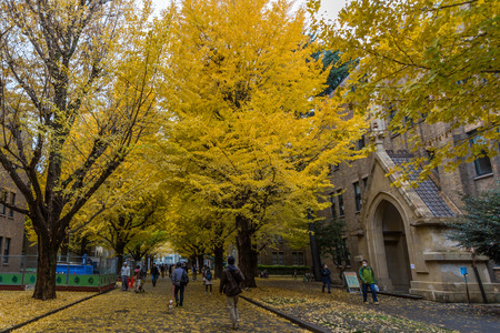 The Hongo campus of University of Tokyo in Autumn. The main Hongo campus occupies the former estate of the Maeda family, Edo period feudal lords of Kaga Province.のeditorial素材