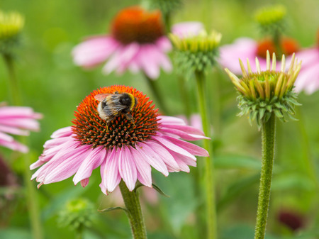 A bumble bee on pink daisy flowerの写真素材