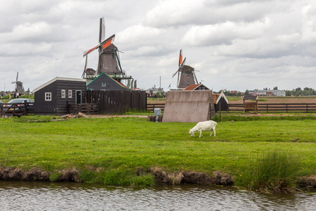 Windmills and rural houses in Zaanse Schans near Amsterdam, Netherlandsの写真素材