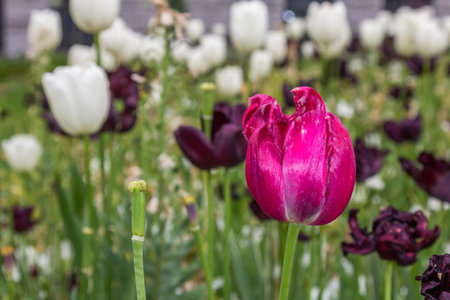 Beautiful Tulips Flowers in a Gardenの写真素材
