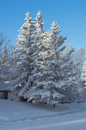 Winter landscape with beautiful snow covered treesの写真素材