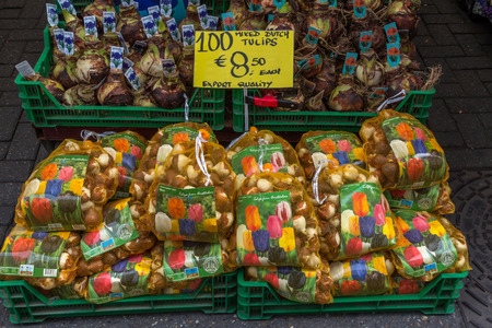 Tulip bulbs for sale in Bloemenmarkt in Amsterdam. A tulip bulb produces a plant that will usually bloom the following year.のeditorial素材