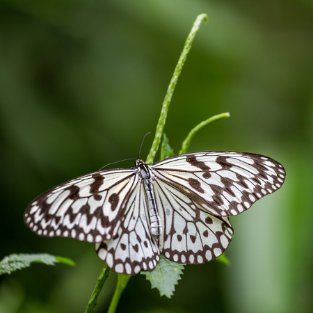 Tree Nymphs Butterflyの写真素材