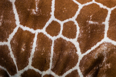 giraffe skin textureの写真素材