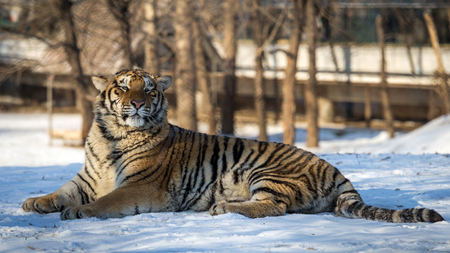 Siberian Tiger (Panthera tigris altaica)の写真素材
