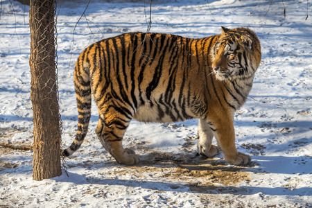 Siberian Tiger (Panthera tigris altaica)の写真素材