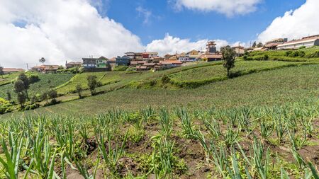 Land and farm in Java, Indonesiaの写真素材