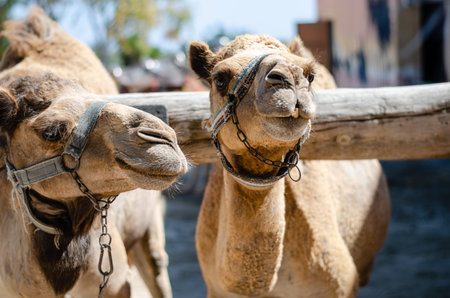 Two young camel  in a zoo park during the summer .