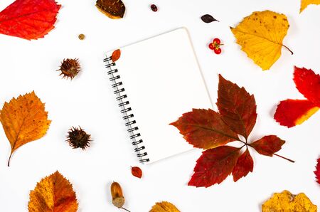 Autumn composition on white background . Blank notepad covered with autumn rust leaves, chestnuts, acorns, rowan berries . Top view , copy space , flat lay .の写真素材
