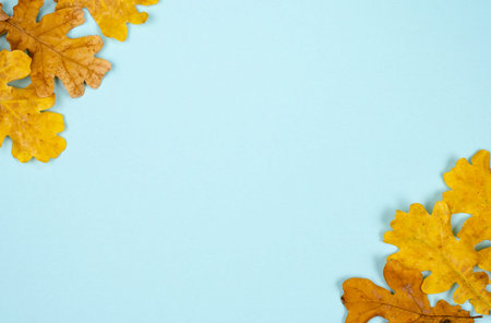 Autumn composition  indoor  on paper blue  background  .Frame  of  oak orange dried  leaves   ...