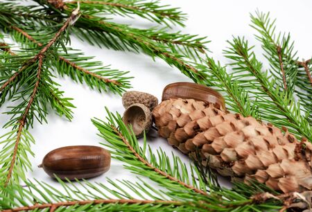 Winter  composition background. fir branch and pine cones with acorn on white background.の写真素材