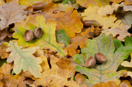 Autumn background  .  Acorn cap  on   rusty   dried  oak  leaves    in park  .