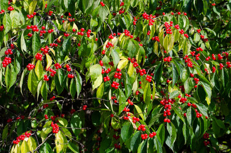 Rowan berry tree branches  close-up  in forest . 