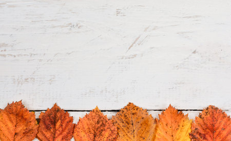 Autumn  composition  background.  Horizontal row   of   rusty  orange  leaves  on white timber     ...