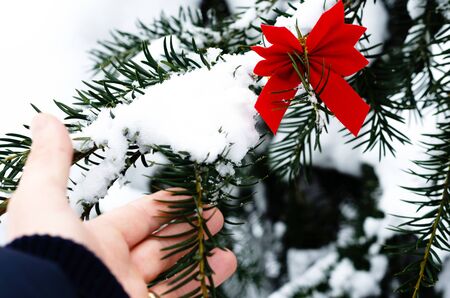 Close-up of man hand touching a snowy branch with red ribbon christmas decorationの写真素材