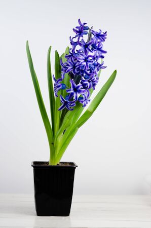Natural hyacinth plant in plastic pots on white  table.の写真素材