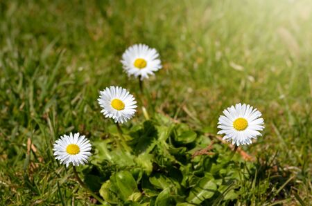 Daisy Flowers during spring  on a grass field  in park . Warm vintage   filterの写真素材