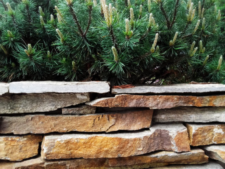 Decorative natural stone wall fence  with pine treeの写真素材