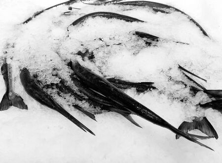 Heap of mackerel fish in ice  for sale at  fish market の写真素材