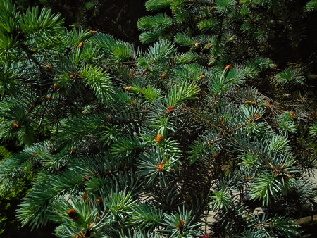 Closer-up  of  young pine cones