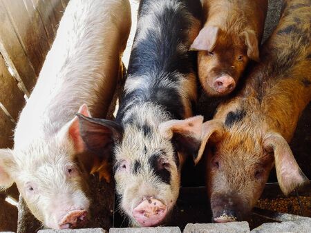 Close up of different color pigs on a pig farmの写真素材