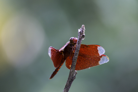 beautiful red dragonfly resting on a branchの写真素材