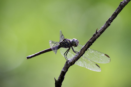 beautiful dragonfly resting on a branchの写真素材