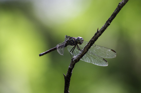 beautiful dragonfly resting on a branchの写真素材