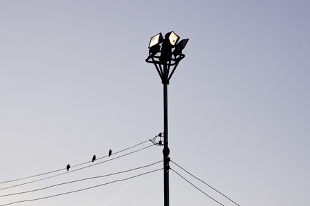 3 birds on the wires with spotlight.の写真素材