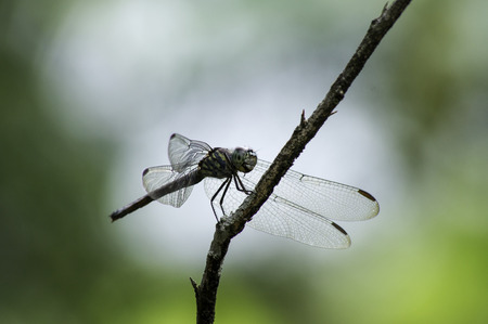 beautiful dragonfly resting on a branchの写真素材