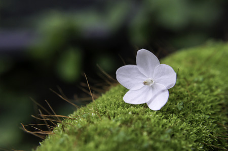beautiful little white flower on moss.の写真素材