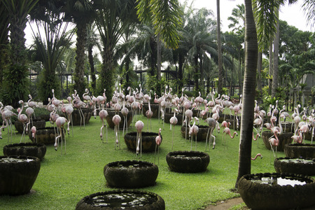 many flamingo bird in the gardenの写真素材