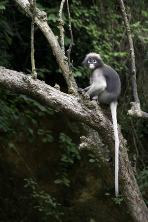 Dusky leaf monkey on treeの写真素材