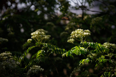 curry leaves - kadhi patta with flowers in morning sun on dark backgroundの写真素材