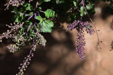 close of basil leaves and basil flower against dark backgroundの写真素材