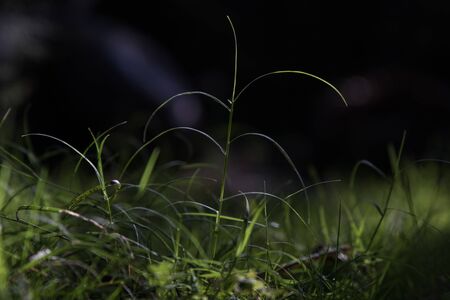close up of pointy sharp grass blades with dark backgroundの写真素材