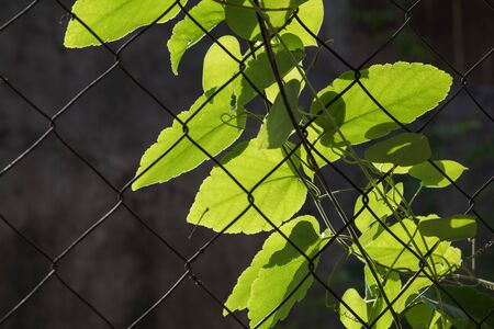 leaves on the chain link fence glowing against morning sunの写真素材
