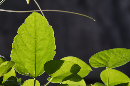 close up of a tender leaf back showing the veins glowing against morning sun