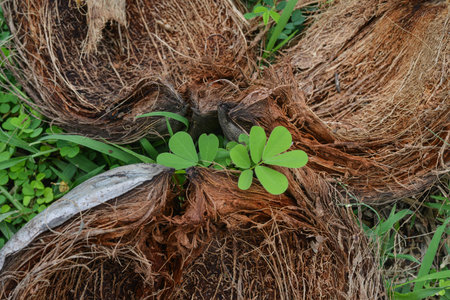 greenery grows among brown coconut huskの写真素材