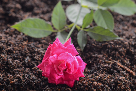 Colorful Blooming Flowers with green peduncles and leavesの写真素材