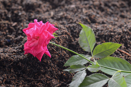 Colorful Blooming Flowers with green peduncles and leavesの写真素材