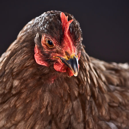 A detailed, head-on shot of a brown chicken, focusing on its textured feathers, bright red comb, and wattle against a dark background.の写真素材