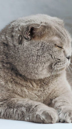 A peaceful, close-up portrait of a fluffy grey Scottish Fold cat resting with its eyes closed and ears folded.の写真素材