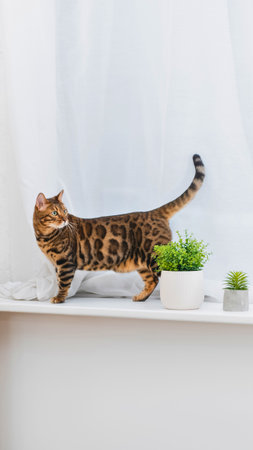 A sleek Bengal cat with distinctive spotted fur walks gracefully along a ledge next to small potted green plants.の写真素材
