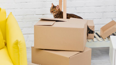 A tabby cat curiously observes a stack of cardboard moving boxes next to a bright yellow armchair.の写真素材