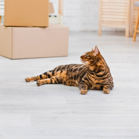 A beautiful Bengal cat with distinctive markings lounges on a light-colored floor, with cardboard moving boxes in the background.の写真素材